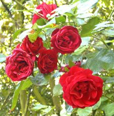Rose-3B.jpg